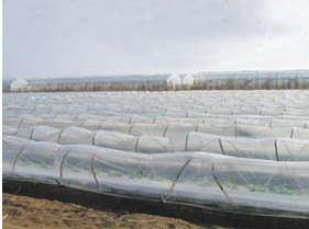 葡萄专用膜哪家好_优质葡萄专用膜_葡萄专用膜厂家
