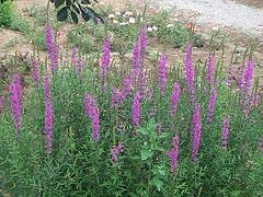 山东有品质的千屈菜生产基地_常用草花基地