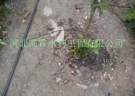 南宁隆安县地区山地果树滴灌设备/滴灌毛管