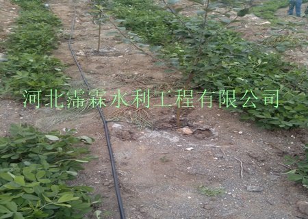 常年供应广西南宁市果树滴灌_黑色滴管