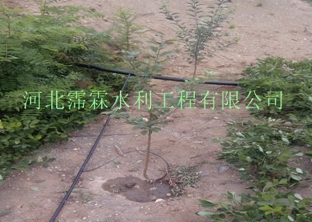 供应柳州市柳江县果树灌溉果园滴水毛管