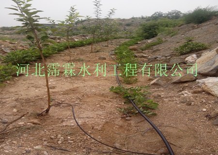 广西南宁市果树滴灌[小管出流_黑色滴管]