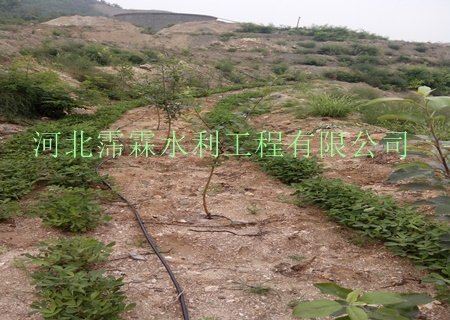 供广西地区果树灌溉小管出流设备_滴水毛管