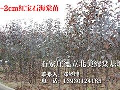 红宝石海棠苗