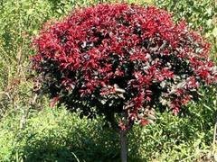 想要易种植的紫叶李就来四川万鼎园林|安徽紫叶李供