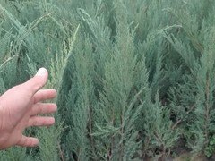 沙地柏代理——哪里能买到精品沙地柏