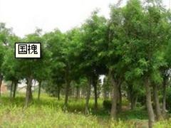 国槐价格 口碑好的山东国槐供应商