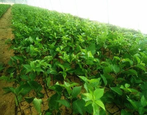 山东吉塞拉组培苗基地|优质吉塞拉组培苗