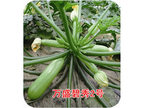 耐热抗病油绿型西葫芦种子——万盛种业