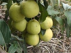 江门广东山楂——广东山楂多少钱一株