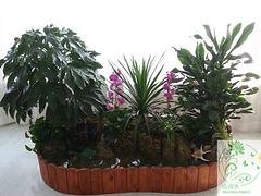 杭州室内植物|植物租赁找哪家便宜