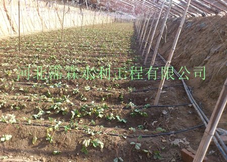 专供亳州市大棚滴灌设备|各种PE滴灌管|