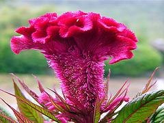 厦门优惠的四季草花供应：优惠的时令草花批发