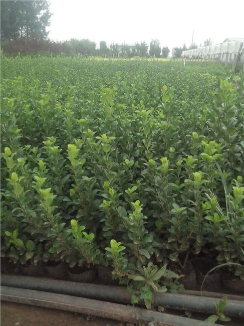 优质【卫矛基地】批发价格，山东青州向阳草花苗木宿
