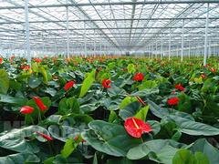 承接育苗温室——市场上价格合理的花卉大棚在哪里可