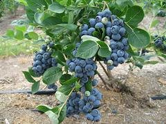 济宁信誉好的济宁蓝莓种植基地|蓝莓批发
