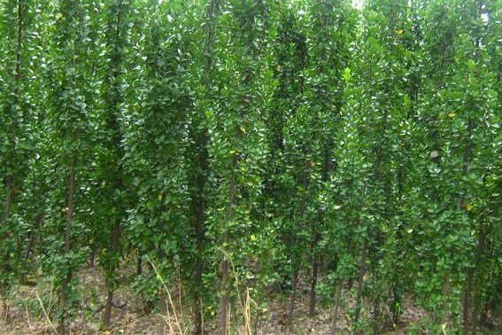 山东北海道黄杨基地【锦程花卉苗木】