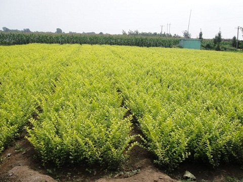 山东金叶女贞种植批发青州向阳草花基地供应冬青卫矛