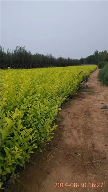 青州金叶女贞种植批发山东向阳草花基地供应北海道黄