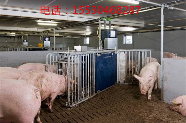 电子母猪饲喂站