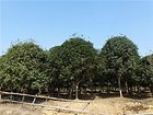 桂花树多少钱：哪里能买到超值的桂花树