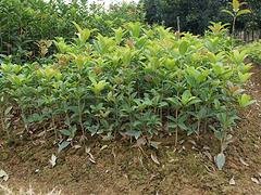 大量供应优质的红花丹桂——井冈山红花丹桂