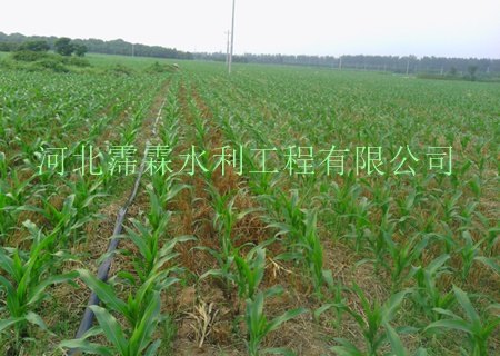 供应沧州市农田微喷带采购|喷灌带