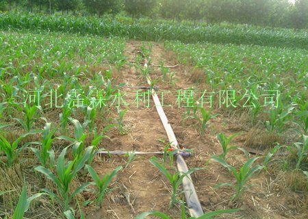 优质喷水管专卖|特此供应沧州市地区