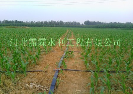 沧州市地区小麦田微喷带报价/图片