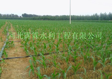 高品质大田微喷带|供应沧州市地区