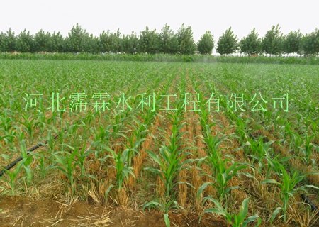 沧州市献县_农田微喷设备专卖