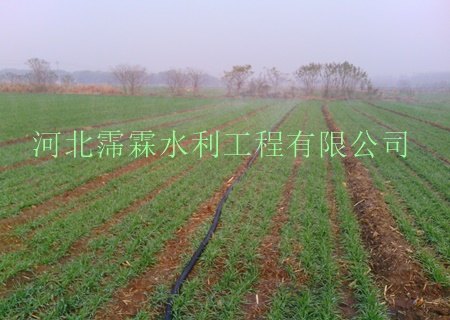 厂家直销承德市兴隆县|优质小麦微喷带|