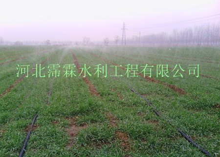 常年供河北地区大田微喷带设备批发/采购