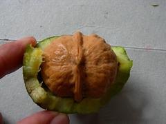 出售8518核桃：销量好的8518核桃供应
