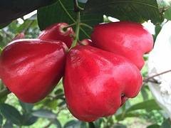 信誉好的莲雾经销商：防城港莲雾