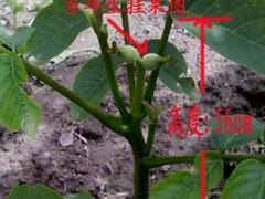 8518核桃怎么样_河南8518核桃种植基地哪家