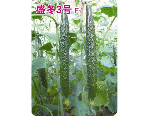 皮色亮绿口感清甜黄瓜种子——万盛种业