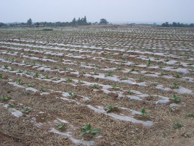 优良的微地膜淄博供应，微地膜供应商