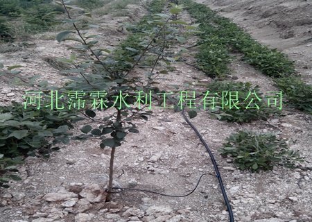 湖北地区果园滴灌专用滴灌管|厂家直销