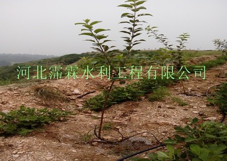 供应湖北孝感市大悟县果树_小管出流设备