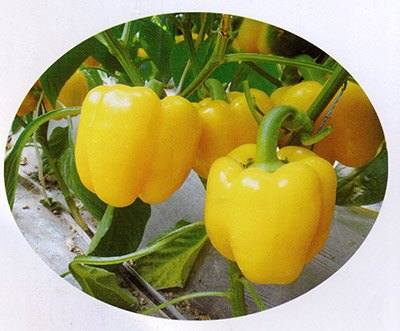 方果类甜椒种子——万盛种业
