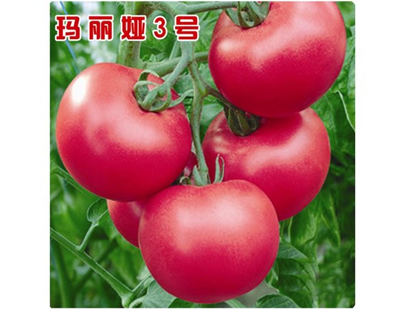 大果型高抗TY病毒番茄种子——万盛种业