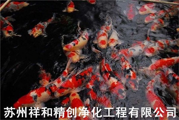 苏州市室外鱼池水处理工程，最科学有效的技术方案。