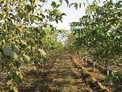 8518核桃苗在哪里 供应许昌实惠的8518核桃