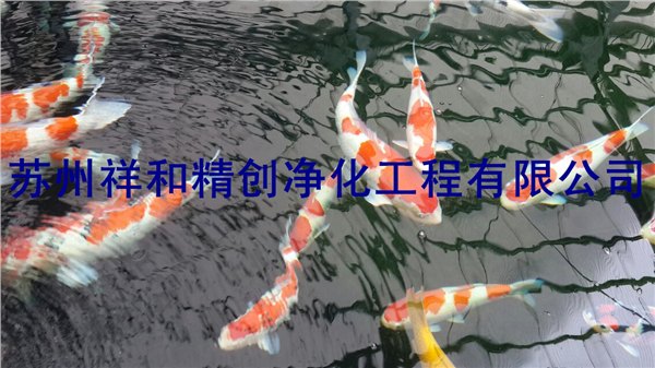 苏州市景观鱼池净化，处理青苔藻类，水发绿等等。