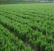 耐寒耐旱的 小龙柏种植基地 小龙柏价格？