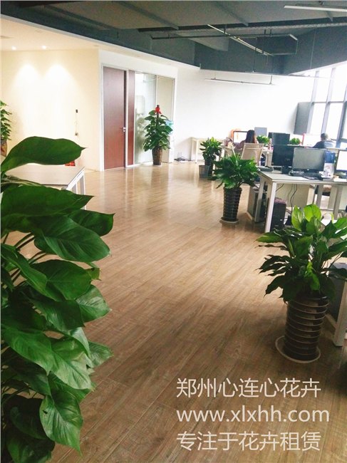 郑州绿植租摆首选心连心花卉、诚信经营、品质如一