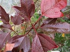 半枫荷专卖店：供应江西实惠的半枫荷