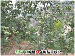 品质优良的8518核桃苗 优质的8518核桃苗出