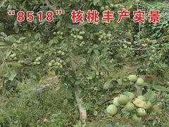 核桃苗8518 河南8518核桃生产基地口碑一流